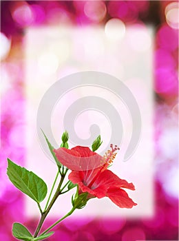 Red flower background