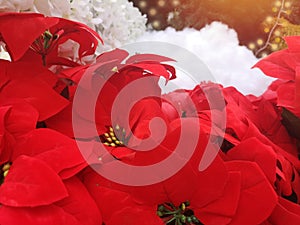 Red flower background on christmas eve and empty space for text