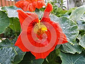 Red flower the background green leaves water drop