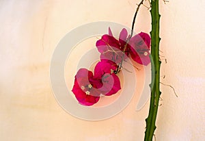 Red flower on a background of yellow wall