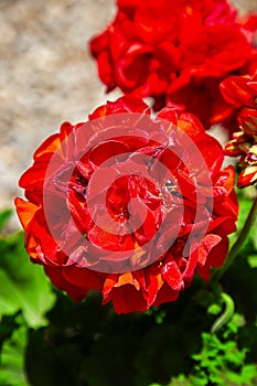 Red flower ball