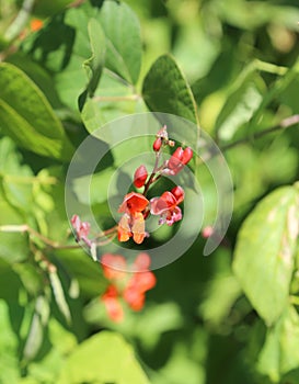 red flower of a bean plant before the growth of the pods