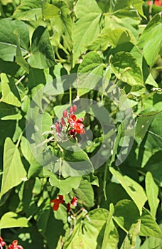 Red flower of a bean plant before the pods of growth