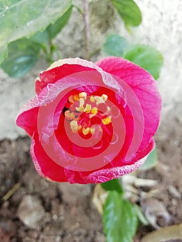 Red flower so beautiful neture