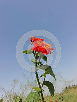 Red flower so beautiful neture plant amazing flowers