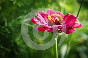 Red flower with beautiful petals individually depicted on a flower meadow