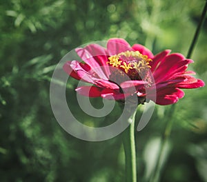 Red flower with beautiful petals individually depicted on a flower meadow