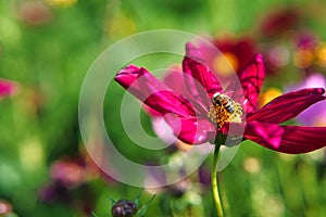 Red flower with beautiful petals individually depicted on a flower meadow