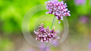 Red flower with beautiful petals individually depicted on a flower meadow