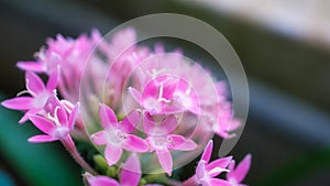 Red flower with beautiful petals individually depicted on a flower meadow