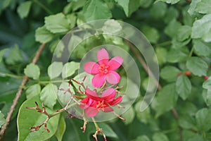 Red flower beautyful in thailand after raining