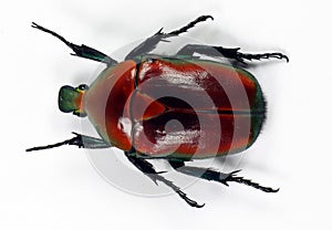 Red flower beetle Torynorrhina flammea. Collection beetles. Cetoniidae. Coleoptera.