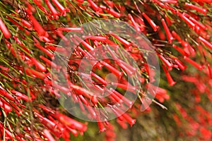 Red flower bells of the Firecracker fern Russelia equisetiformis