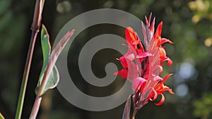 Red flower with big green leaves, arrowroot, canna, Flowers at the park