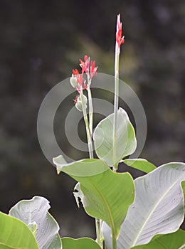 Red flower with big green leaves, Indian shot or African arrowroot, Sierra Leone arrowroot,canna, cannaceae, canna lily, Flowers