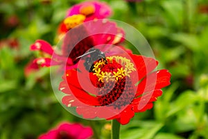 A red flower with a black bumblebee.