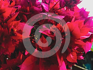 Red flower black & dark effects