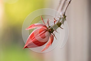 Red flower bloom cactus detail