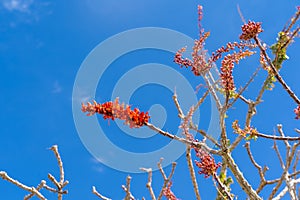 Red flower blooms on an Ocotillo Fouquieria splendens desert plant against a blue sky during spring