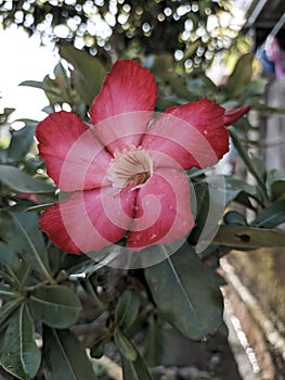 Red flower bloossom in the garden beauty flower