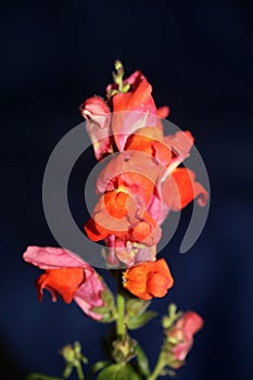 Red flower blossom close up botanical background Antirrhinum majus family Plantaginaceae big size print high quality floral home