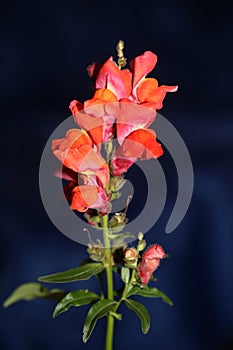 Red flower blossom close up botanical background Antirrhinum majus family Plantaginaceae big size print high quality floral home