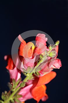 Red flower blossom close up botanical background Antirrhinum majus family Plantaginaceae big size print high quality floral home