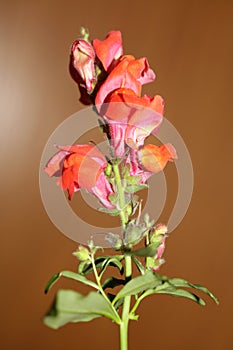 Red flower blossom close up botanical background Antirrhinum majus family Plantaginaceae big size print high quality floral home