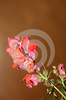 Red flower blossom close up botanical background Antirrhinum majus family Plantaginaceae big size print high quality floral home