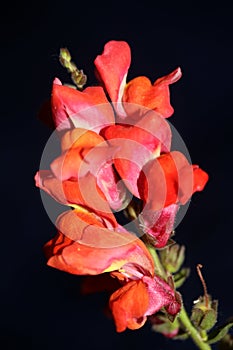 Red flower blossom close up botanical background Antirrhinum majus family Plantaginaceae big size print high quality floral home