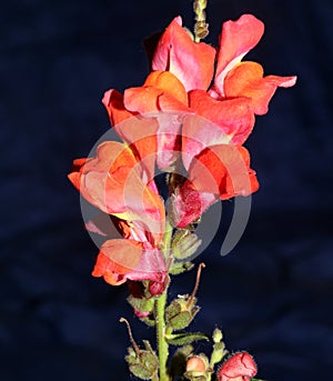 Red flower blossom close up botanical background Antirrhinum majus family Plantaginaceae big size print high quality floral home