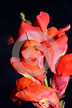 Red flower blossom close up botanical background Antirrhinum majus family Plantaginaceae big size print high quality floral home