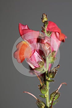 Red flower blossoming macro botanical background Antirrhinum majus family Plantaginaceae big size print high quality floral home