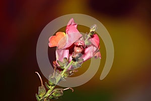 Red flower blossoming macro botanical background Antirrhinum majus family Plantaginaceae big size print high quality floral home