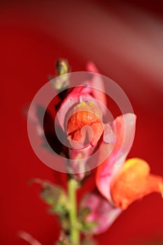 Red flower blossoming macro botanical background Antirrhinum majus family Plantaginaceae big size print high quality floral home