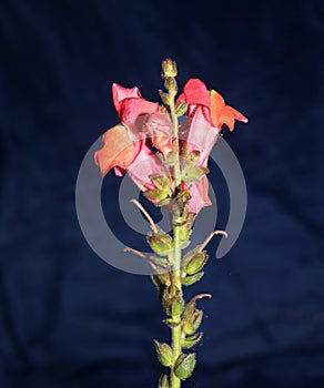 Red flower blossoming macro botanical background Antirrhinum majus family Plantaginaceae big size print high quality floral home