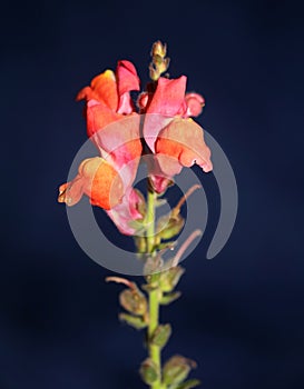 Red flower blossoming macro botanical background Antirrhinum majus family Plantaginaceae big size print high quality floral home