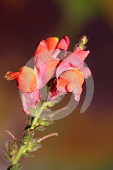 Red flower blossoming macro botanical background Antirrhinum majus family Plantaginaceae big size print high quality floral home