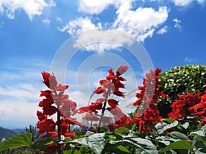 Red Flower