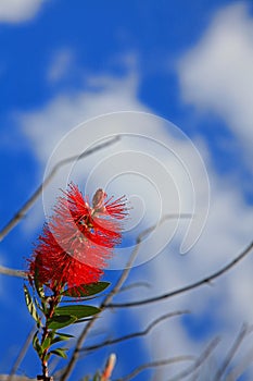 Red Flower & Blue Sky