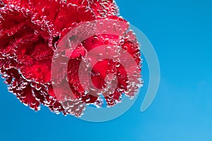 A red flower on a bluebackground, under water in air bubbles.