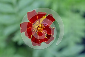 Red flower on blurred background