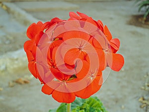 Red Flower with bokeh effect Pelargonium zonale