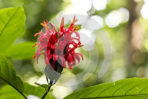 Red flower in Botanical Garden Singapore