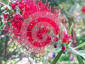 Red flower bottle brush. Bottle brush Callistemon. Selective focus, blurred background, close-up