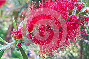 Red flower bottle brush. Bottle brush Callistemon. Selective focus, blurred background, close-up