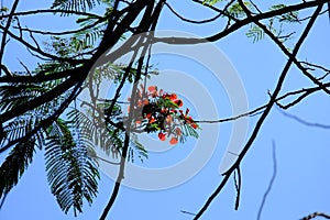 Red flower on branch againts blue sky background