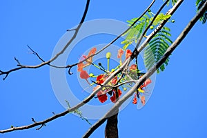 Red flower on branch tree againts blue sky background