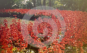 Red Flower with bright sunlighting in the garden