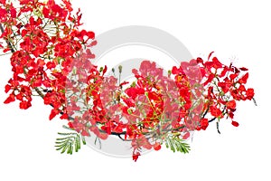 Red flower bush isolated, rouge flamboyant tree, scarlet flora